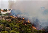 قتل عام 42 هزار نفر در سه ساعت/ آتش جنگلی که چند کشور را می‌سوزاند