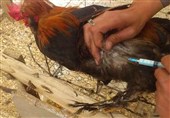 واکسن‌های نیوکاسل و آنفولانزای پرندگان با همکاری کره‌جنوبی تولید می‌شود