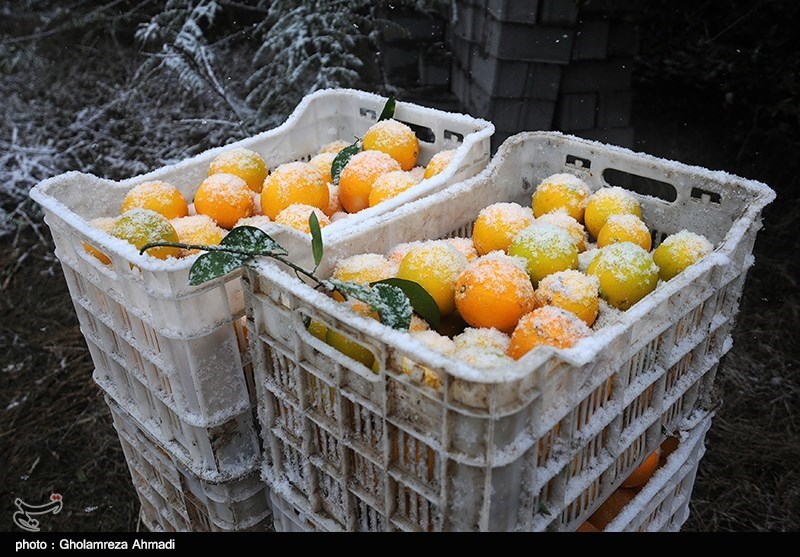 620 هزار تن محصولات باغی در استان قزوین تولید می‌شود