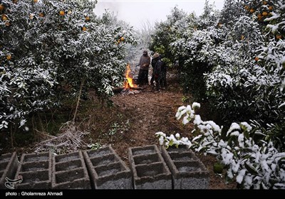 جنی محاصیل البساتین فی ساری بسبب الثلوج