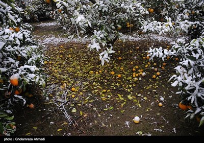 جنی محاصیل البساتین فی ساری بسبب الثلوج