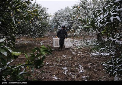 جنی محاصیل البساتین فی ساری بسبب الثلوج