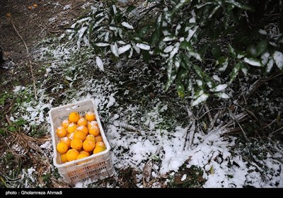 جنی محاصیل البساتین فی ساری بسبب الثلوج