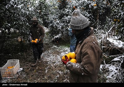 جنی محاصیل البساتین فی ساری بسبب الثلوج