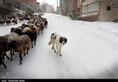 بارش برف در روستای زیارت - گلستان