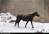 بارش برف در روستای زیارت - گلستان