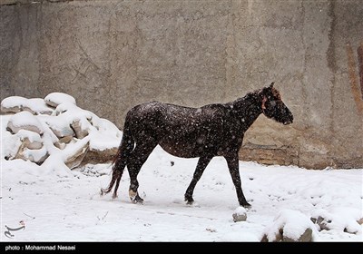 بارش برف در روستای زیارت - گلستان