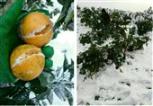 جهاد کشاورزی آذربایجان‌ غربی از کم و کیف ورود پرتقال‌های یخ‌زده بی‌خبر است