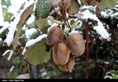 برف 25 درصد محصول مرکبات استان مازندران را خسارت وارد کرد