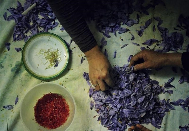 «دست‌پاکی»؛ روایت زعفران و زنان غیور مهاجر افغانستانی + تصاویر