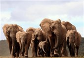 هشدار محققان درباره تولد فیل‌های بدون عاج