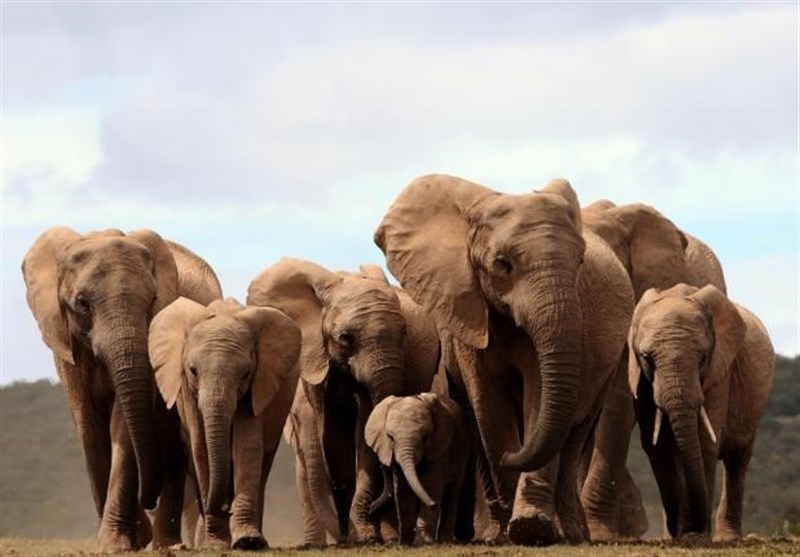 هشدار محققان درباره تولد فیل‌های بدون عاج