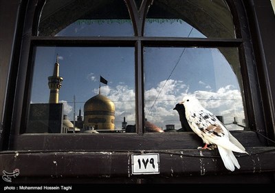 Imam Reza Holy Shrine Hosts Mourning Pilgrims