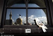 گرامیداشت شهدای عفاف و حجاب مسجد گوهرشاد در حرم رضوی برگزار می‌شود