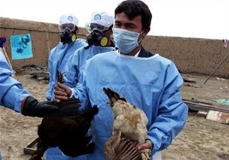 پایش پرندگان در مقابل آنفولانزای فوق حاد در شهرضا انجام می‎شود