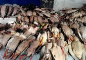 ممنوعیت شکار و فروش پرندگان به خاطر آنفولانزا/ لزوم تعطیلی بازار پرندگان در فریدون کنار