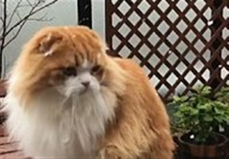 فیلم/واکنش گربه به بارش دانه‌های برف