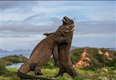 Wildlife Photographer of the Year