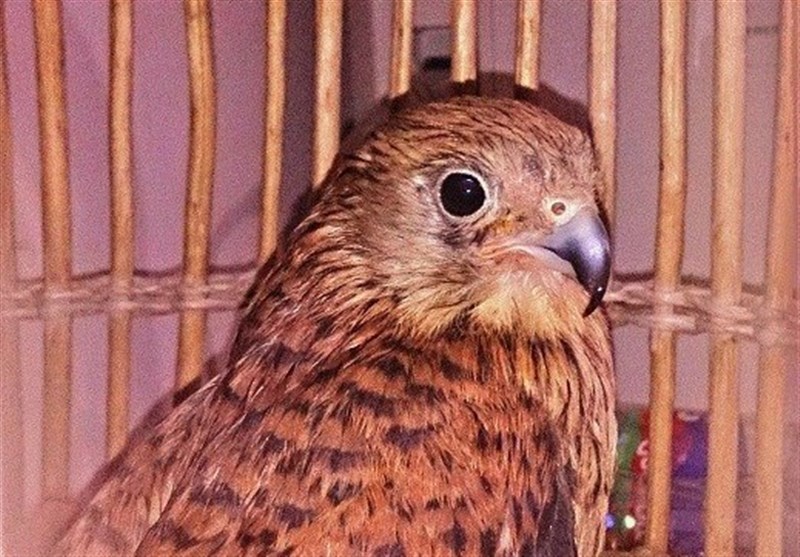 تحویل یک بهله دلیجه به محیط‌زیست در شهرستان پردیس