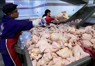 بار میکروبی مرغ‌های تولیدی در قزوین پایش می‌شود