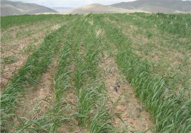 مزارع خسارت‌دیده از سرمای خراسان‌شمالی کشت مجدد می‌شود‌