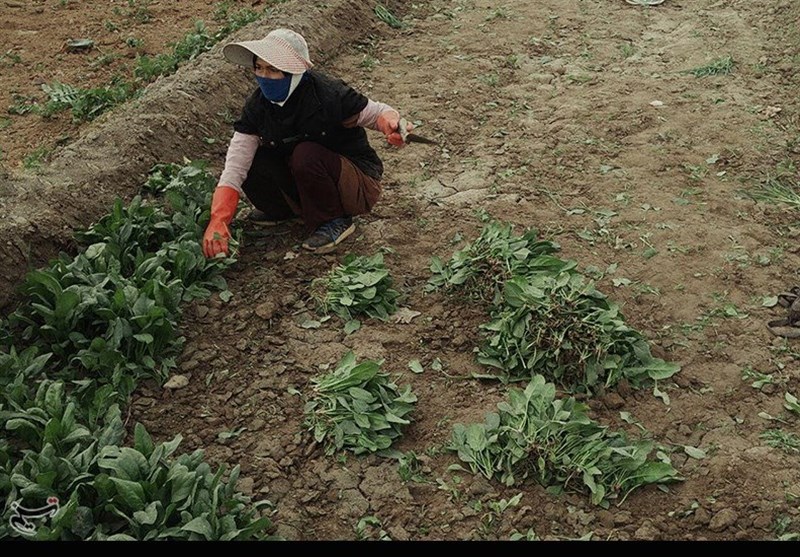 قصه «زینب» و پرورش نخبگان مهاجر افغانستانی در دل زمین‌های کشاورزی