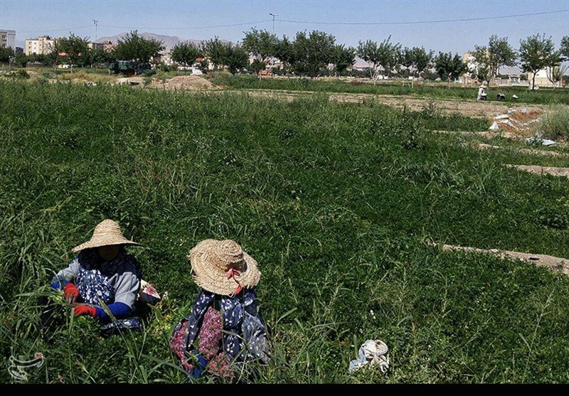 نظارت بر مزارع سبزیکاری همدان برای جلوگیری از آبیاری با فاضلاب تشدید شد