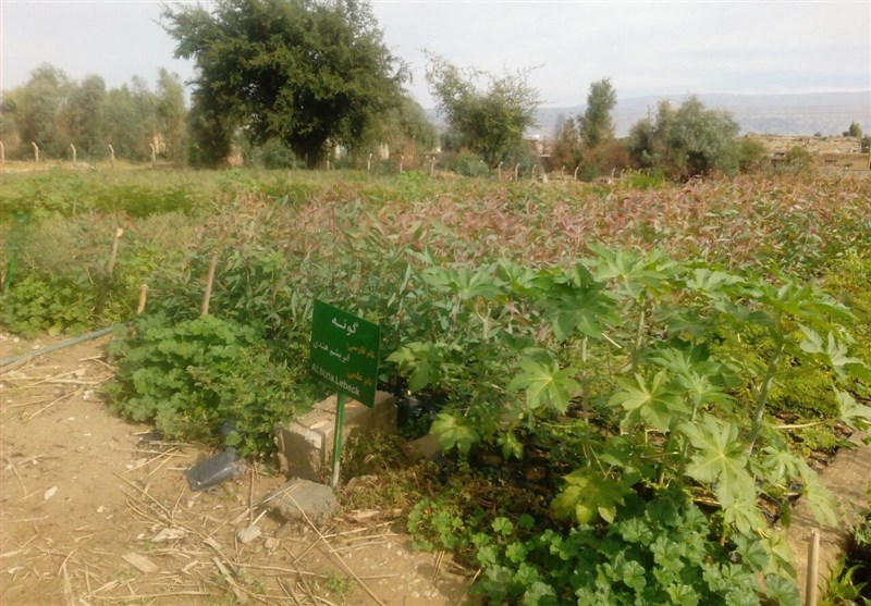 2 میلیون و 250 هزار اصله نهال در استان گلستان تولید می‌شود
