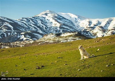 Iran’s Beauties in Photos: Autumn Snow in Gilan Province