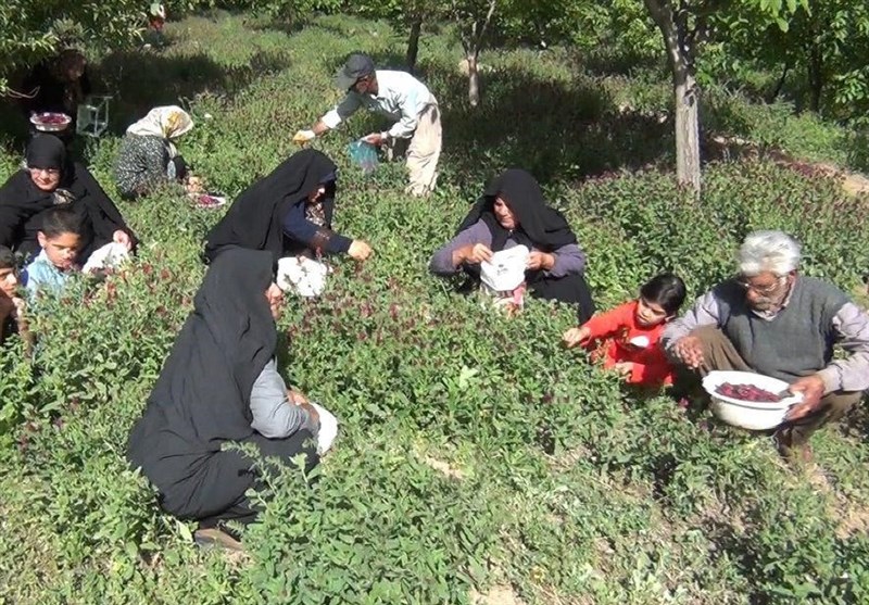 نخستین شهرک گیاهان دارویی کشور در گلستان راه‌اندازی می‌شود‌