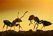 فیلم/ریختن آلومینیوم مذاب در لانه مورچه‌ها