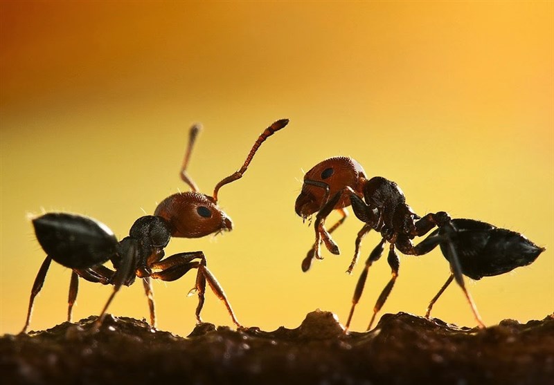 حقایق شگفت‌انگیز از دنیای مورچه‌ها