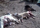 حمله حیوانات وحشی به گوسفندان در کاشان