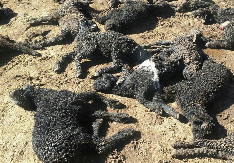 کرمانشاه| 400 راس گوسفند در حمله دو پلنگ به گله تلف شدند