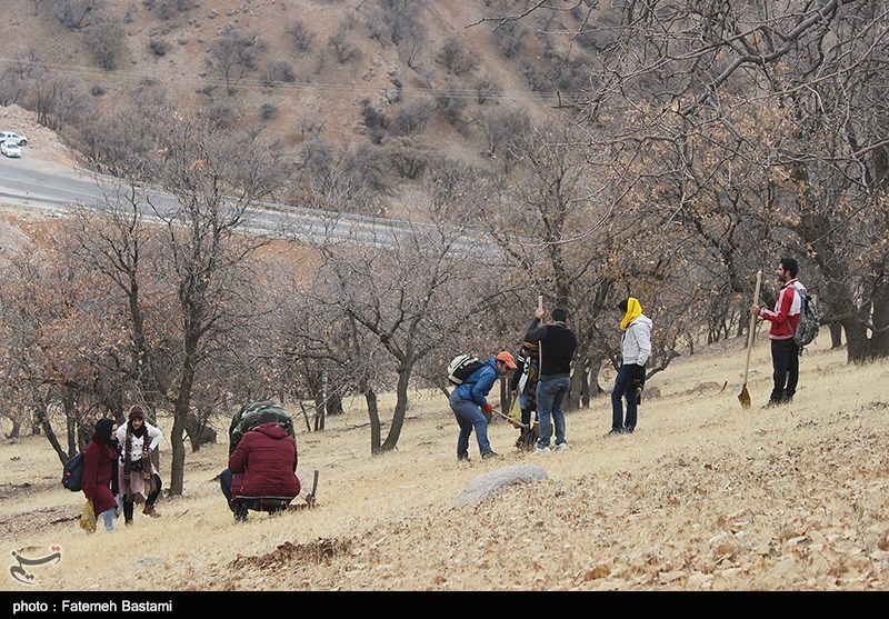 یک شرکت کره‌ای 121 هزار نهال در جنگل‌های هیرکانی ایران می‌کارد