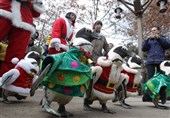 فیلم/رژه پنگوئن‌ها با لباس بابا نوئل