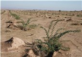 40 هزار نهال در هفته منابع طبیعی در استان بوشهر توزیع شد