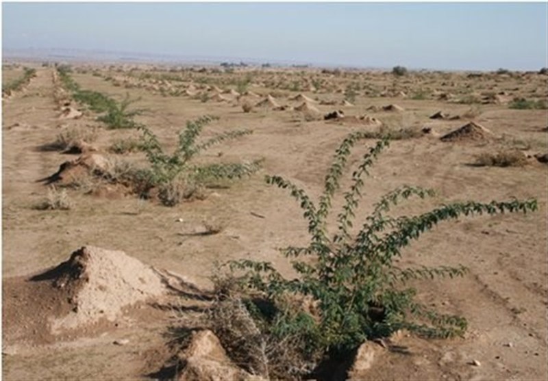 600 هکتار جنگل کاری در گچساران انجام می‌شود