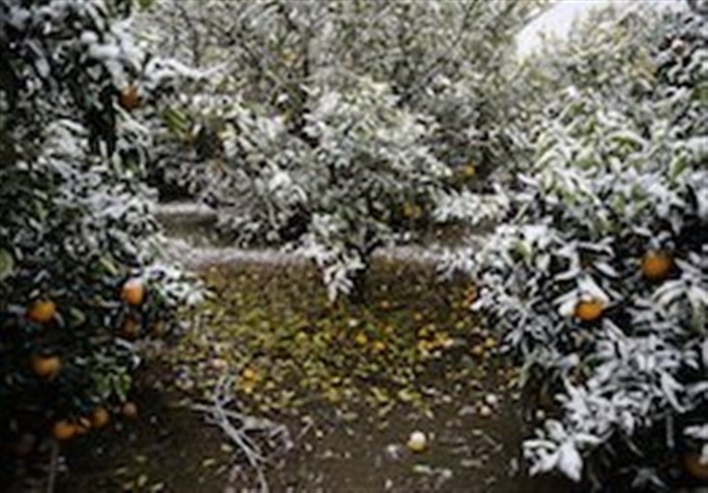 5700 هکتار از باغات گلستان در خطر آسیب سرمای شدید هستند