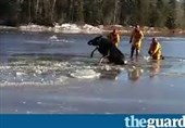 فیلم/نجات گوزن ماده گرفتار در یخ