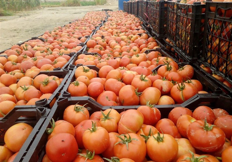 خرید حمایتی گوجه آغاز شد/خرید روزانه 500 تن گوجه‌فرنگی از کشاورزان استان بوشهر