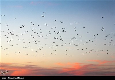 شبه جزیره میانکاله