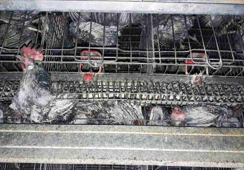آتش‌سوزی مرغداری در قاینات منجر به تلف شدن بیش از 18 هزار مرغ شد