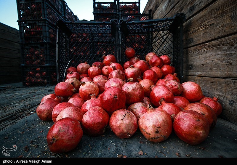 قیمت عمده انواع میوه در تهران؛ آناناس هر کارتن 110 هزار تومان+جدول