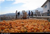 ازدحام میوه داران رودسر برای خرید پرتغال