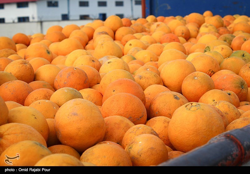 توزیع میوه تنظیم بازار در 120 غرفه شیراز آغاز شد