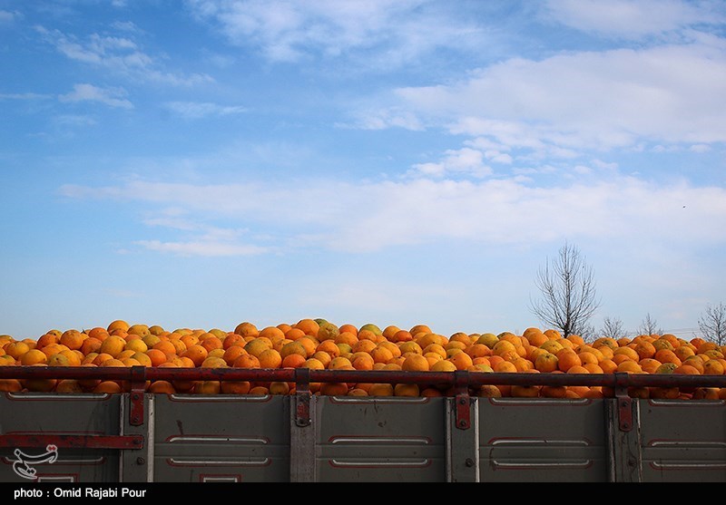 یک هزار تن سیب و پرتغال عید در استان سمنان ذخیره‌سازی شد