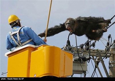 پس از فرار یک شامپانزه از پارکی در ژاپن و نزدیک شدنش به سیمهای برق فشار قوی ، یک مامور سعی در کمک به این حیوان دارد