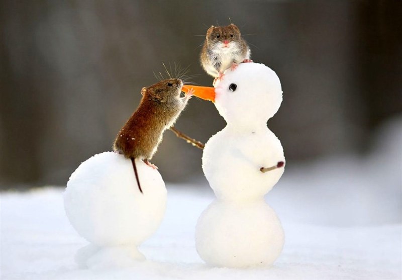 عکس / بازی موش‌های صحرایی با آدم برفی‌ها در سرمای منفی 15 درجه سانتیگراد