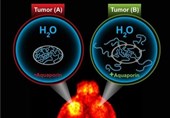 Visualizing Gene Expression with MRI